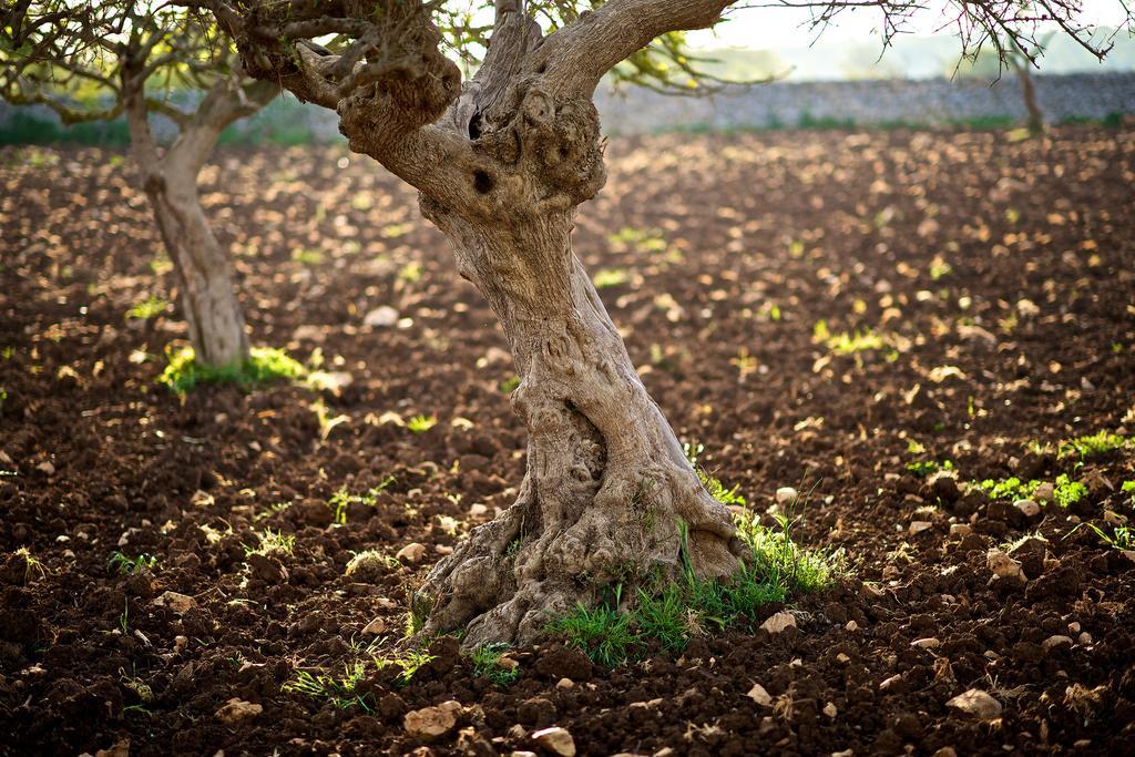 Masseria Ciavea Gioia Del Colle Zewnętrze zdjęcie